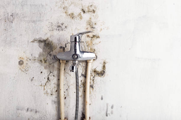 Best Toxic Mold Removal  in Roberts, WI