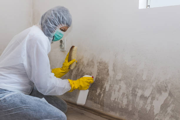 Certified Mold Removal in Roberts, WI