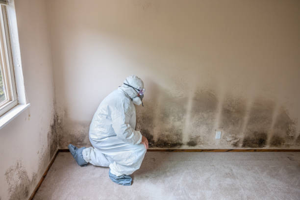 Mold Testing and Removal in Roberts, WI