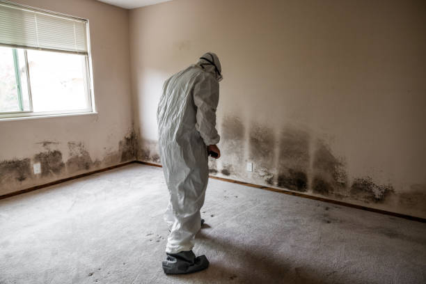 Best Local Mold Removal Service  in Roberts, WI